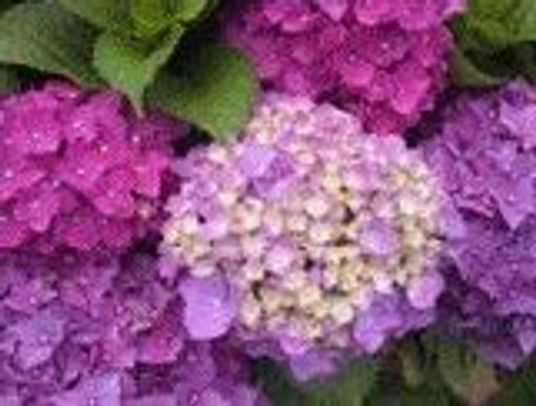 紫陽花の美しい庭景色