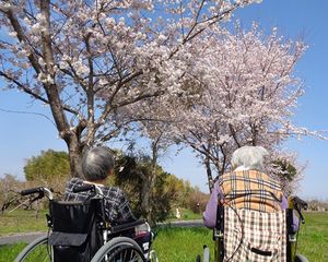 桜の木の下のふたり  