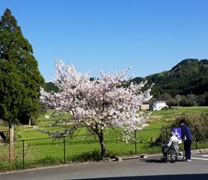車椅子利用者と桜の木