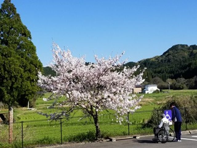 車椅子利用者と桜の木 庭 満開の桜の下で、車椅子の方とスタッフが穏やかに過ごしています。緑豊かな景観も魅力的です。