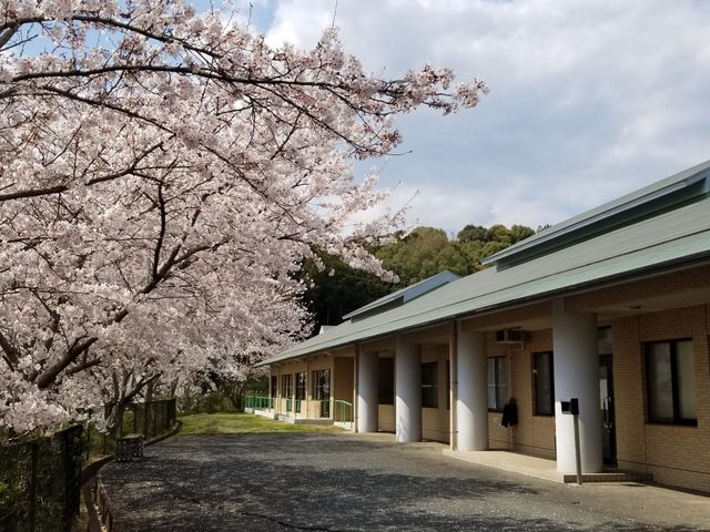 立派な桜の咲く外観 外観 桜が満開の時期に訪れると、美しい景色を楽しむことができます。施設周辺の自然が魅力的です。
