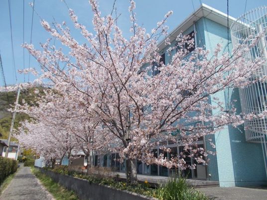 桜並木の外観  