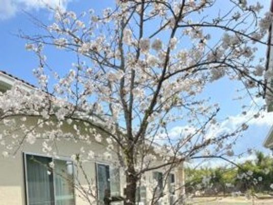 桜のある外観  