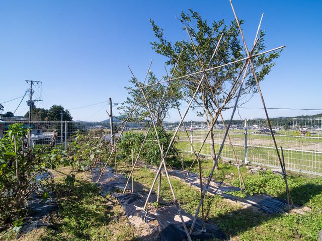 青空と緑の中庭 園芸 新鮮な空気が満ちる青空広がる中庭で、植物に囲まれて心地よい時間をお過ごしいただけます。