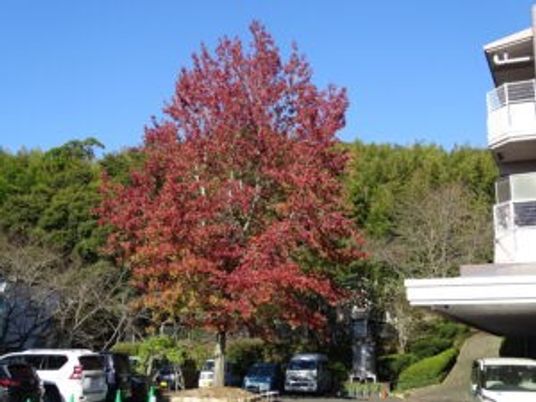 紅葉した木がある外観  