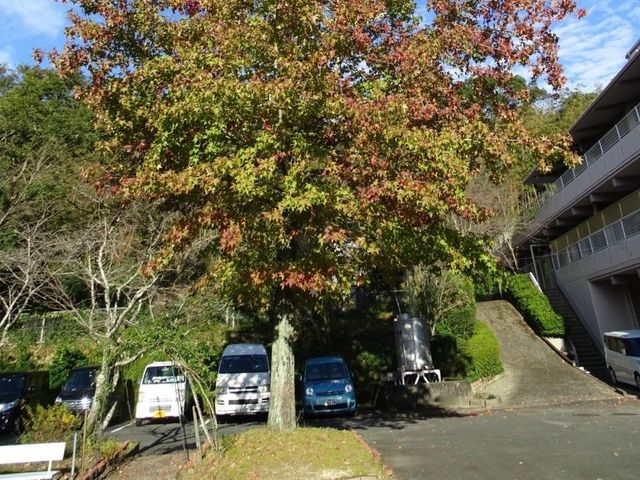 施設の外観と紅葉の木 外観 紅葉した大きな木が印象的な外まわりです。建物横に駐車スペースとゆるやかな坂道が見え、送迎時の動線をイメージしやすいです。