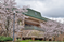満開の桜と建物外観