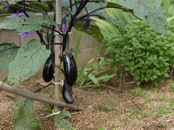 庭のナスと緑の植物
