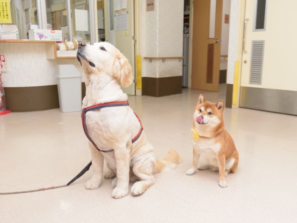 ゆったりとした廊下に2匹の犬
