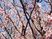 桜の木