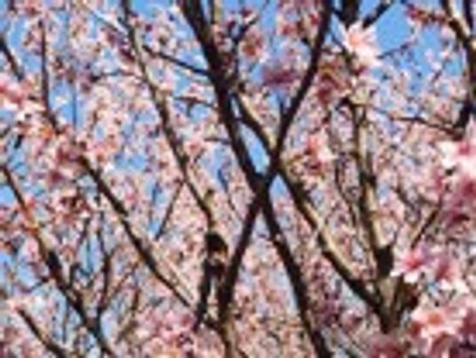 桜の木