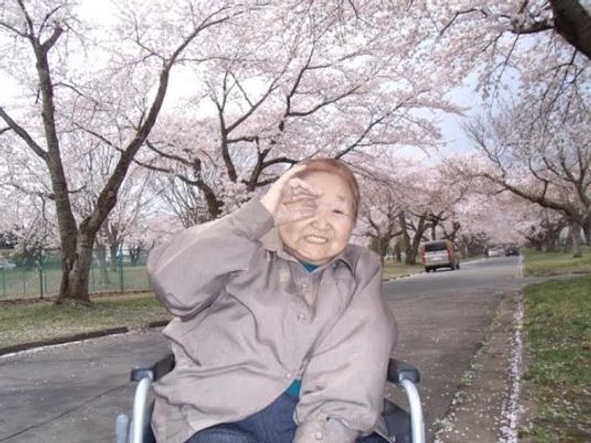 車椅子の利用者と桜並木