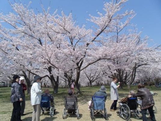 桜下でくつろぐ人々