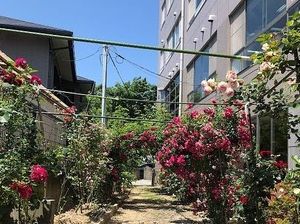 花咲く中庭  