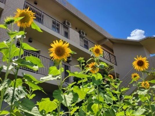 ひまわりと建物の外観  