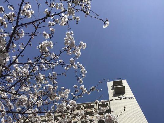 桜と建物外観  