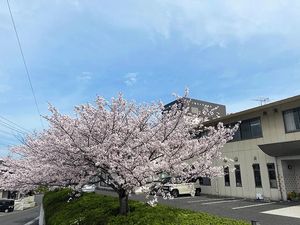 桜と建物の外観  