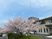 桜と建物の外観  