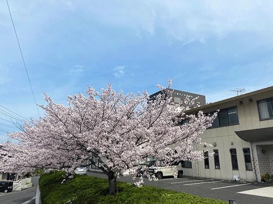 桜と建物の外観  