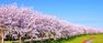 桜並木の中庭