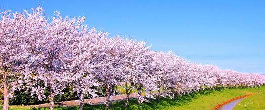 桜並木の中庭