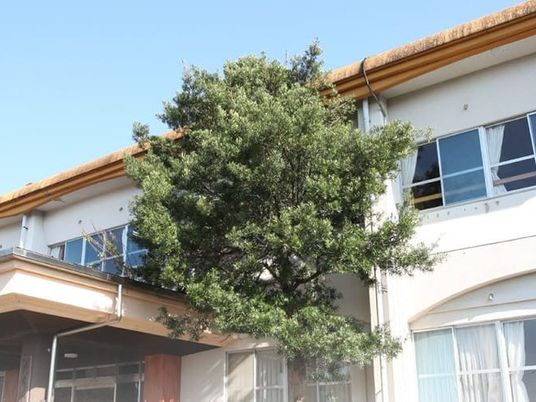 建物前の大樹