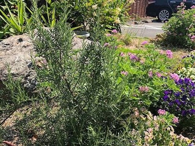 緑豊かな中庭 中庭 植物に囲まれた心地よい空間です。四季の移り変わりを感じながら、穏やかなひとときをお過ごしいただけます。