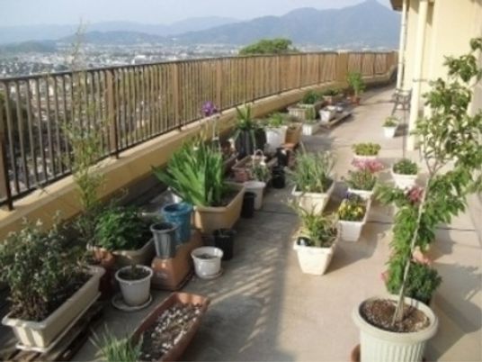 屋外の植物が並ぶテラス