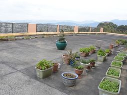 中庭の植物たち