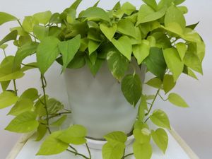 観葉植物の鉢植え  
