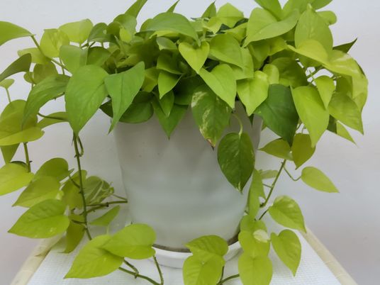観葉植物の鉢植え  