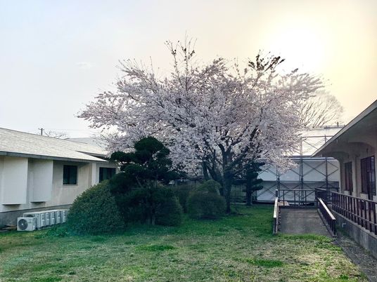 桜が見える庭  
