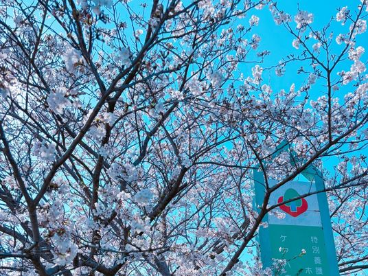 桜の木と施設看板  