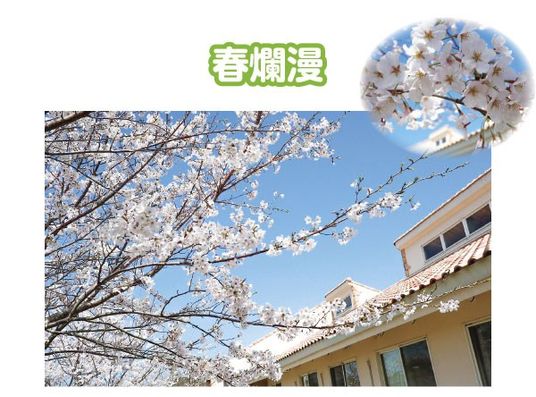 桜と建物外観  