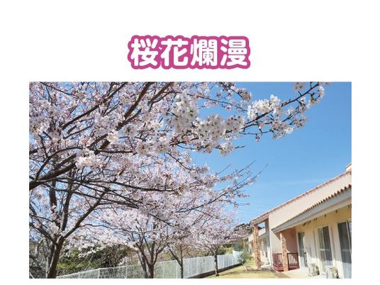 桜が咲く施設外観  