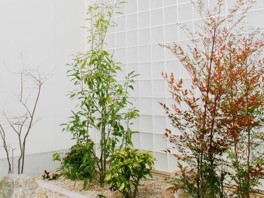 植栽のある中庭  