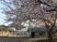 桜と建物の外観  