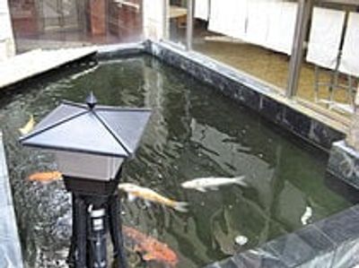 優雅な魚の泳ぐ庭園