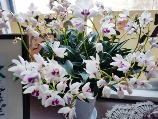 白い花の鉢植えのあるロビー  
