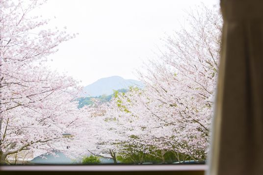 窓から桜の景色