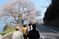 桜並木の散歩道