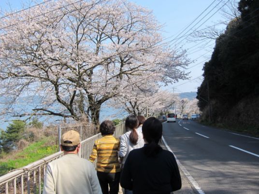 桜並木の散歩道