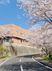 桜並木沿いの建物