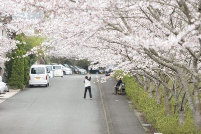 桜並木の通路
