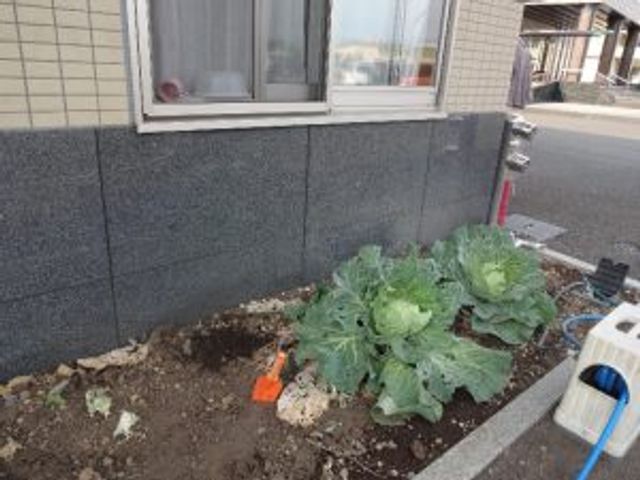 キャベツのある庭 庭 キャベツが育つこの庭は、入居者が自然に触れ合える場です。リラックスしたひと時を楽しめます。