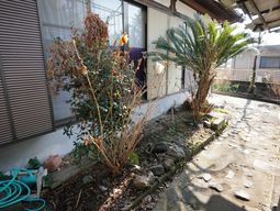 緑豊かな中庭の風景