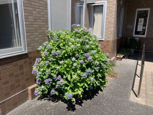 色とりどりの紫陽花と外壁