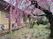 桜のある庭  