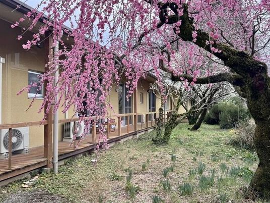 桜のある庭  