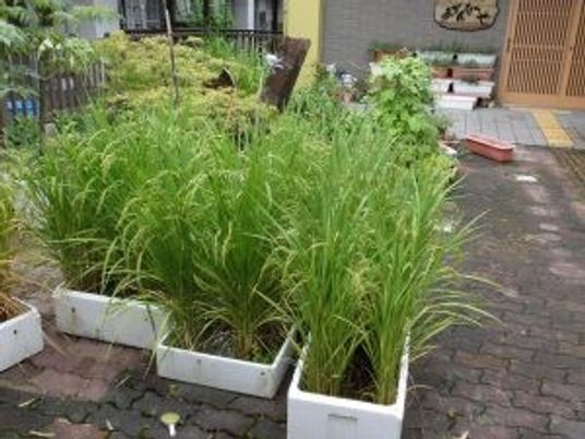 緑の植木鉢が並ぶ庭  